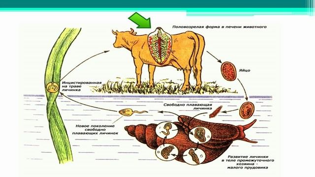 Печеночный сосальщик. Уроки Биологии Онлайн. смотреть онлайн