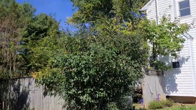 Pruning Burkwood Viburnum Heavily -- Fall 2022 смотреть онлайн