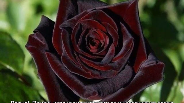 Роза Блэк Баккара (Black Baccara) — описание сорта