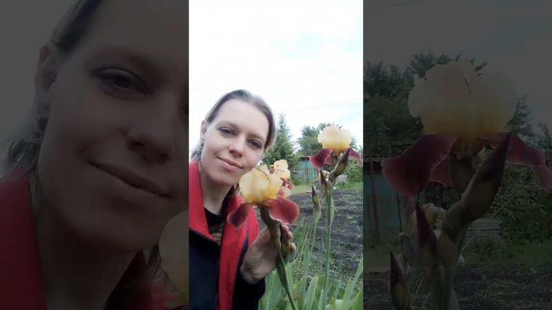 ИРИСКИОБОЖАЮ