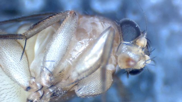 Buckelfliege (Humpbacked Fly) - Probably Megaselia scalaris aka coffin fly смотреть онлайн