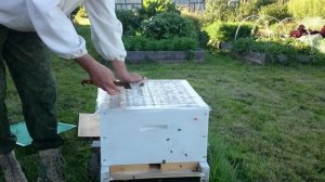 Формирование гнезда пчел в зиму на руте Собирать гнездо или нет