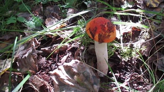 MVI 0099 КРАСНОГОЛОВИК-ПОДОСИНОВИК смотреть онлайн