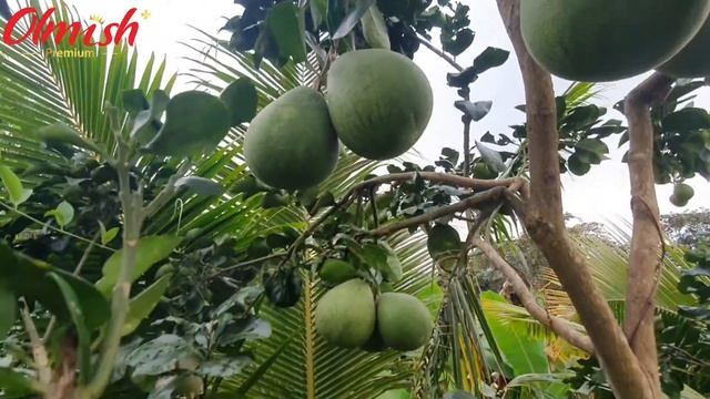 Как ростет Помело во Вьетнаме смотреть онлайн