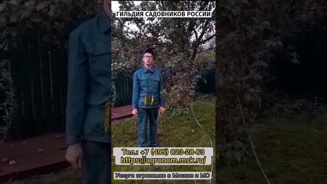 Услуги обрезки плодовых деревьев на даче. Заказать выезд агрономов по Москве и МО по т. 84956695223