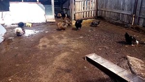 Инкубация утиных, гусиных яиц, неоплод или всё таки оплод?