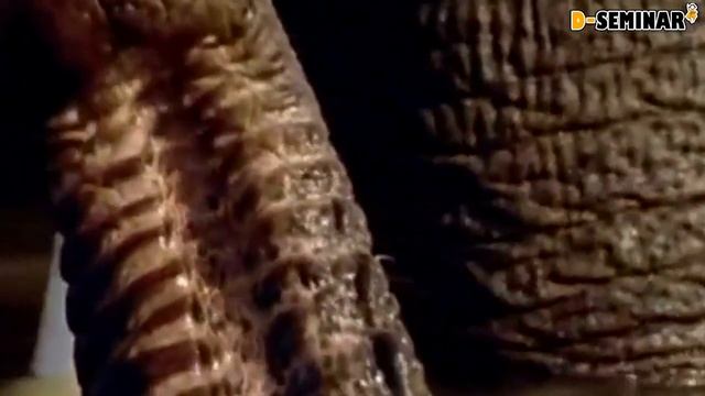 Знакомство детей с животными. Слон | d-seminar смотреть онлайн