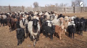 7 вопросов | Животновод