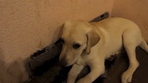 Лабрадор "Умка одна дома"