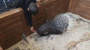 Контактный зоопарк ЕнотИЯ