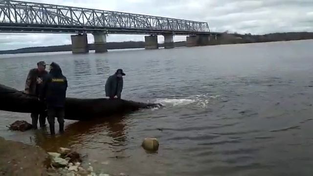 Выполнение Гос. задания по выпуску молоди стерляди в Угличское водохранилище Тверской обл.