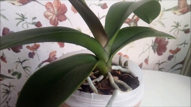 Орхидеи))Февраль)) Орхидеи не растут?))Как разбудить спящую орхидею?))) Причины долгого сна))) смотреть онлайн