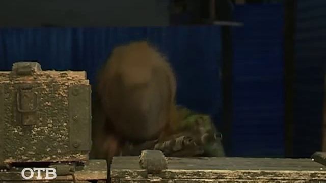 Активный отдых: страйкбол