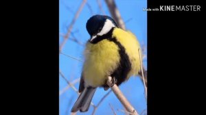 ИНТЕРЕСНЫЕ ФАКТЫ О СИНИЦАХ