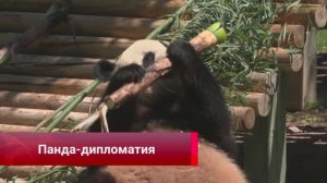 Гости Мадридского зоопарка познакомились с пандами из Китая