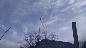 Почтовые голуби.