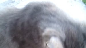 Как правильно ухаживать за дворовыми котами