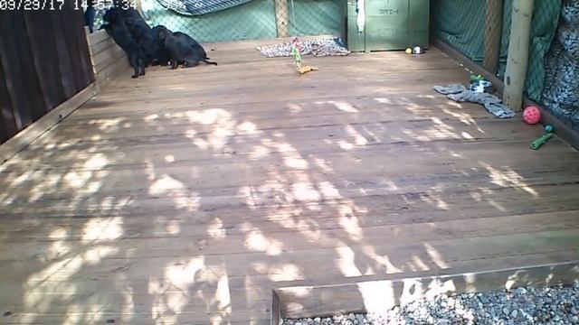 Щенки кане корсо - прямые трансляции. смотреть онлайн