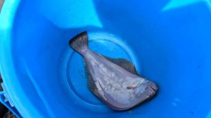 Мысовой, Уссурийский залив.