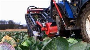 Осенняя уборка капусты