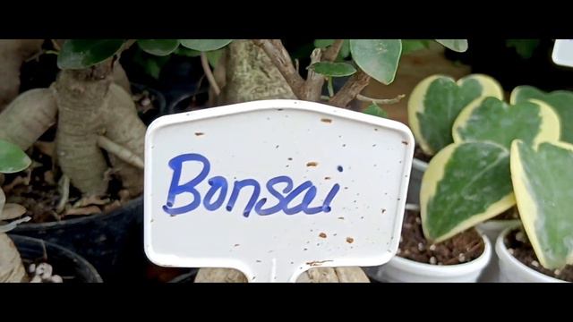 Rare Indoor Plants Collections /Home Beauty /Live Plant / Fresh Plant For Home Delivery /Table Plan