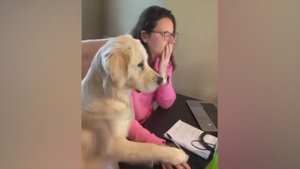 Приколы с котами и собаками #78