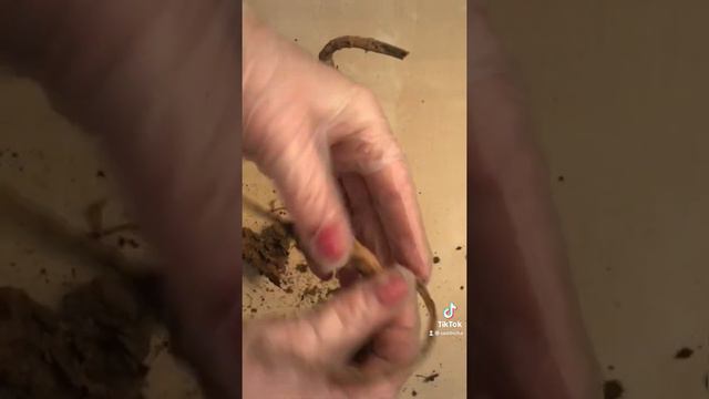 Георгины уход весной