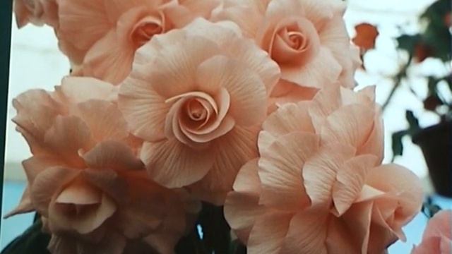 Begonias - Ralph Willsmore's favourites смотреть онлайн