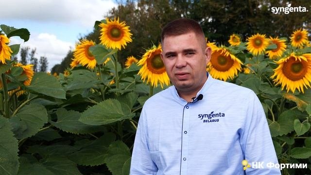 Технология выращивания подсолнечника в условиях Республики Беларуси. НК Фортими