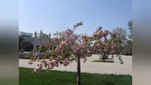 Когда лучше всего ехать в Узбекистан? Удивительная красота Самарканда 2023г.