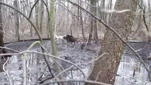 Притравка западно-сибирской лайки и карело-финской лайки на кабана