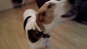 Русская Пегая гончая