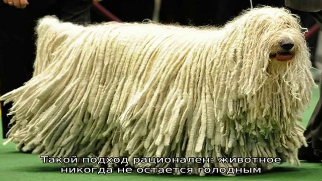 Альпийская горная порода коз смотреть онлайн