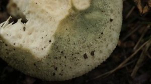 Russula virescens