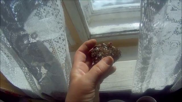 24 апреля бегония обзор семян дача под Архангельском смотреть онлайн