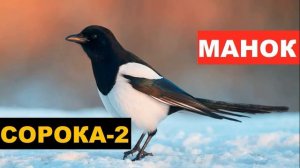 ?ГОЛОС (МАНОК) СОРОКА 2