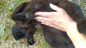 Очень ласковый уличный котик😻 После еды так хочется ласки)