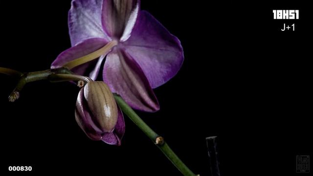 Orchid Blooming смотреть онлайн