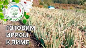 Ирисы обрезка осенью. Уход за ирисами осенью.