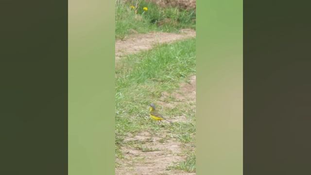 Жёлтая трясогузка. Фотоподборка.