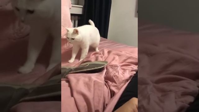Технокотик