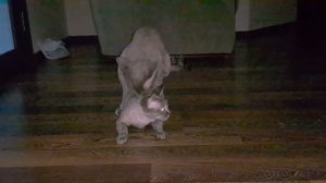 Вязка кота и кошки Девон-рекс / Mating cats Devon-rex