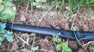 Капельный полив малины на основе капельной ленты. Измерение водовылива.