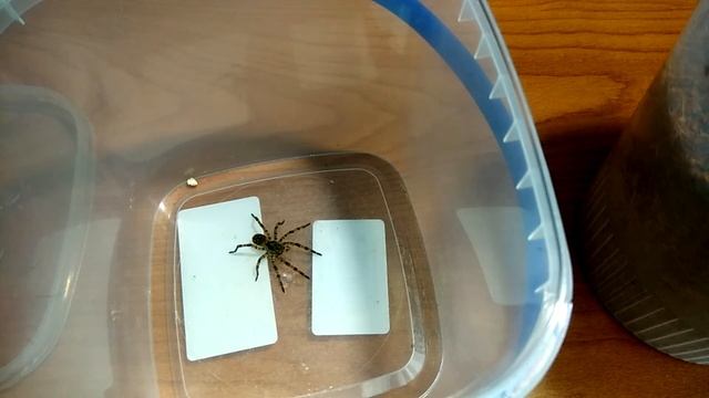 Южнорусский Тарантул (Lycosa Singoriensis) или Мизгирь - Содержание дома! смотреть онлайн