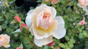 Amazing Moonlight in Paris Rose 2nd flush #rose #davidaustinroses #davidaustin