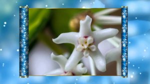 От бегонии до адениума, ч 3