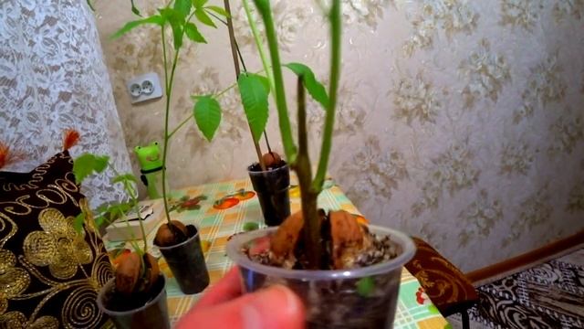КАК САМОМУ ВЫРАСТИТЬ ГРЕЦКИЕ ОРЕХИ ИЗ СЕМЯН. Самый дешевый способ