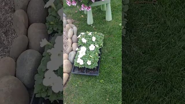 Renobando mi jardin con flores hermosas. betunias y malvas geranio смотреть онлайн