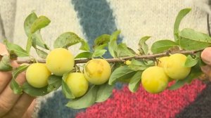 Зимостойкая  слива "Мара"