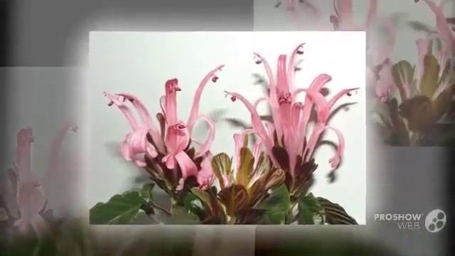 Цветы Якобиния (Houseplant flower)